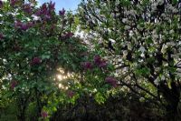 Les fleurs du pommier